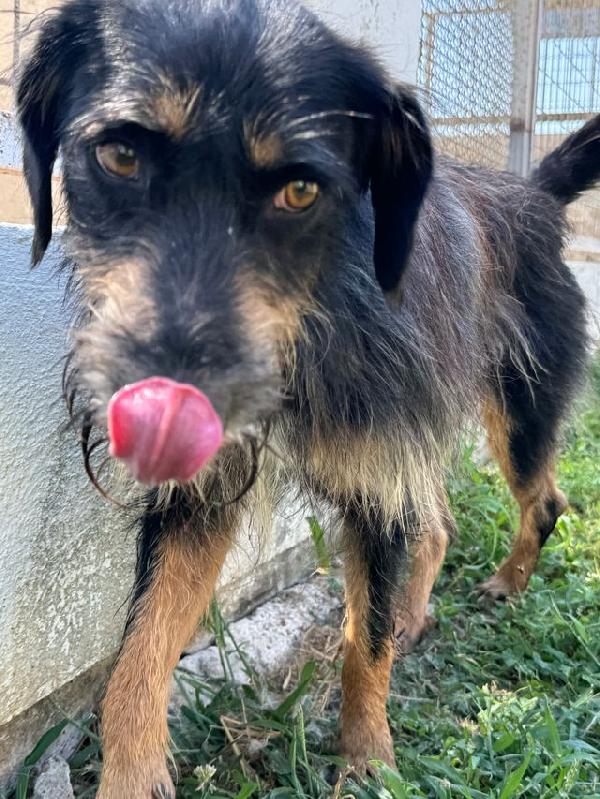 Ley (Marley), Cagnolino 6 Anni E Mezzo – Taglia Media, Dolce E Giocherellone